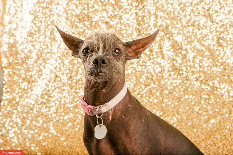 самая уродливая собака в мире 2015, Квази Модо, Quasi Modo, самый уродливый пёс 2015