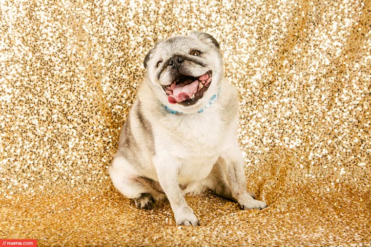 самая уродливая собака в мире 2015, Квази Модо, Quasi Modo, самый уродливый пёс 2015