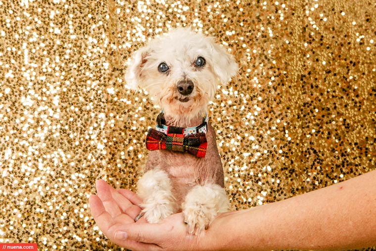 самая уродливая собака в мире 2015, Квази Модо, Quasi Modo, самый уродливый пёс 2015