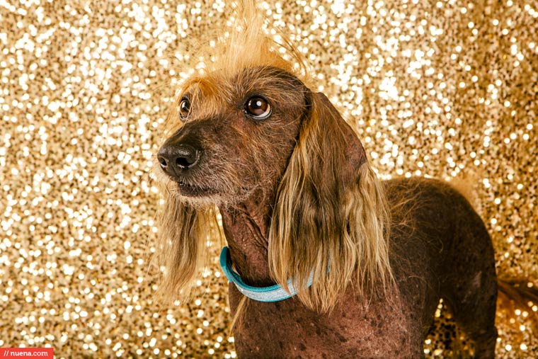 самая уродливая собака в мире 2015, Квази Модо, Quasi Modo, самый уродливый пёс 2015