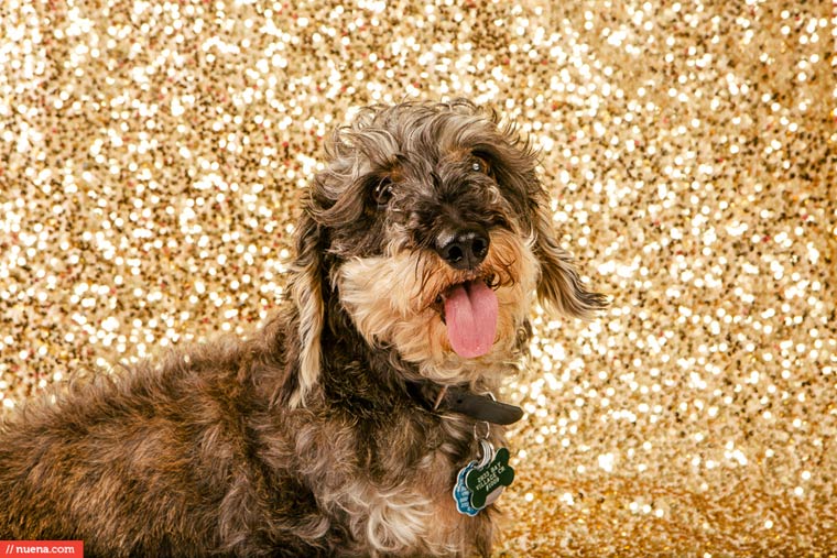 самая уродливая собака в мире 2015, Квази Модо, Quasi Modo, самый уродливый пёс 2015