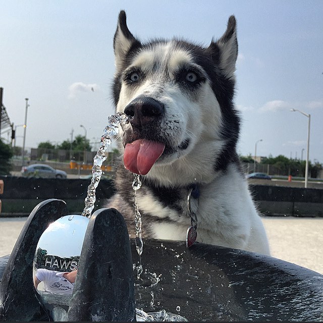доктор Майк и его хаски, доктор и собака, самый горячий доктор 