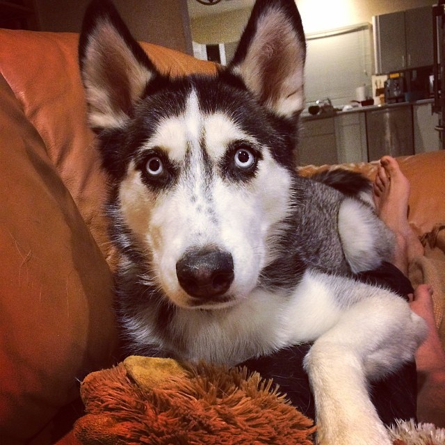 доктор Майк и его хаски, доктор и собака, самый горячий доктор 