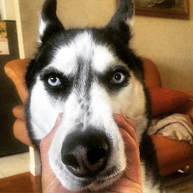 доктор Майк и его хаски, доктор и собака, самый горячий доктор 