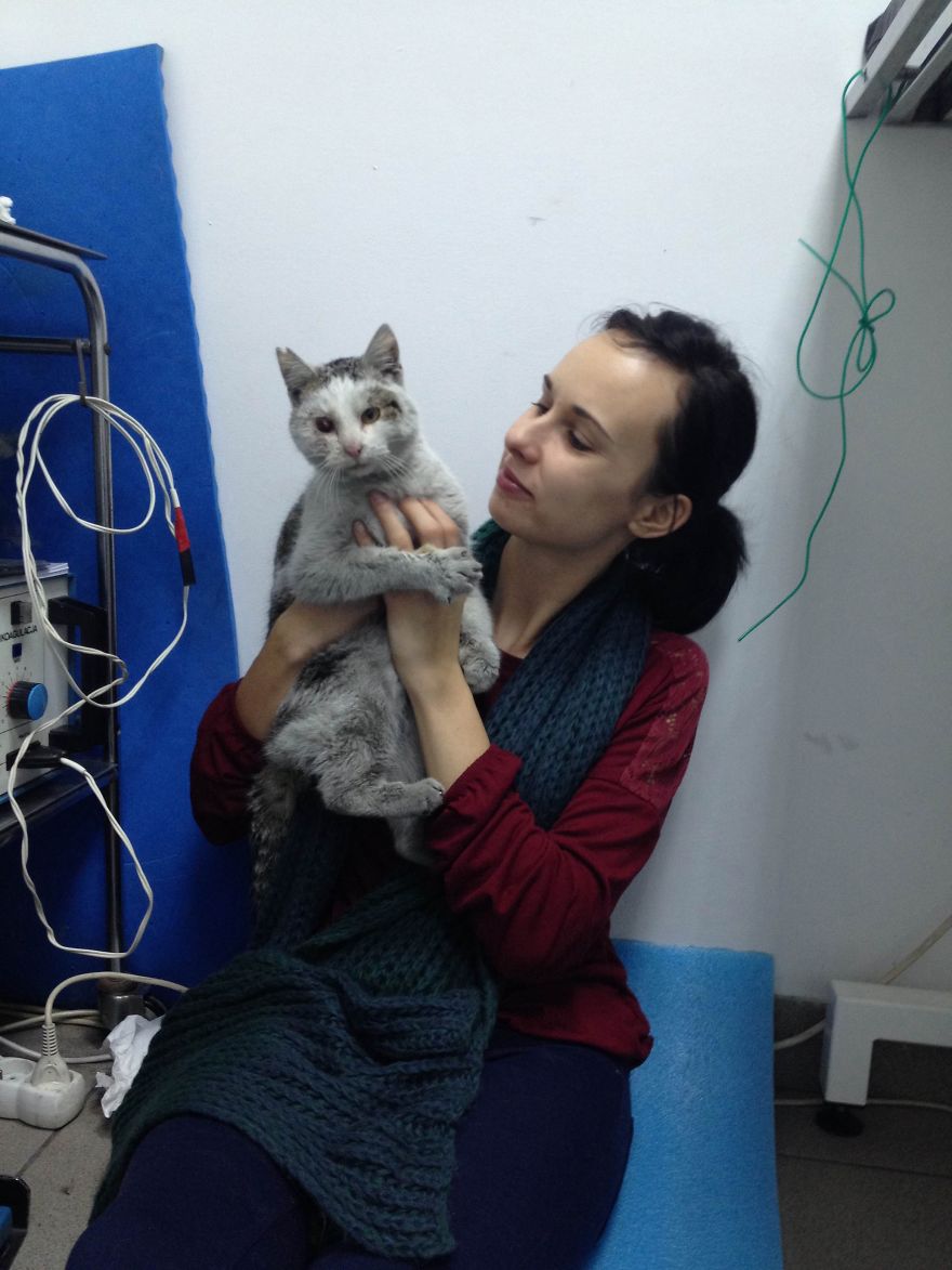 Пират одноглазый кот, спасённый одноглазый кот