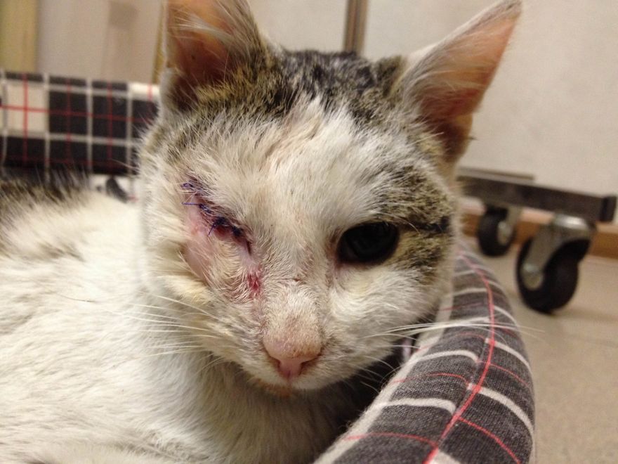 Пират одноглазый кот, спасённый одноглазый кот