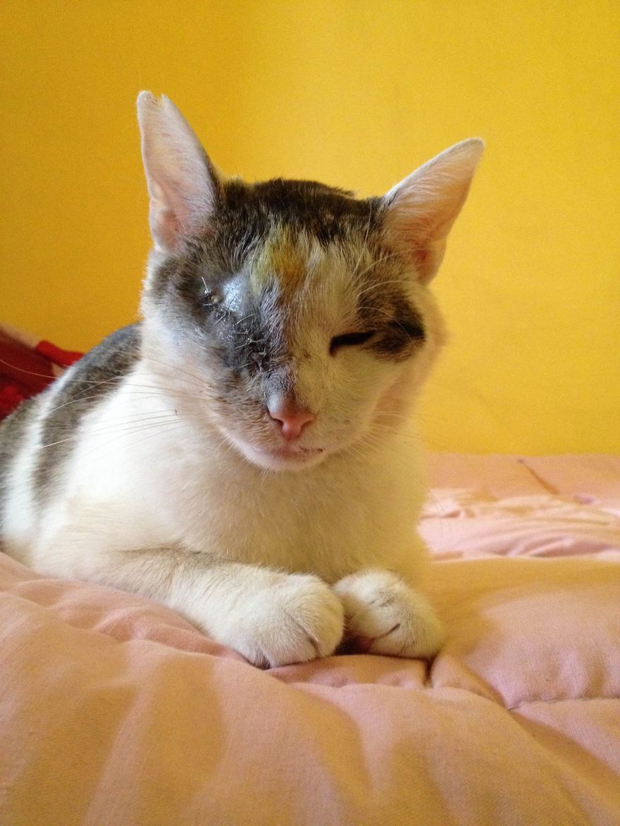 Пират одноглазый кот, спасённый одноглазый кот