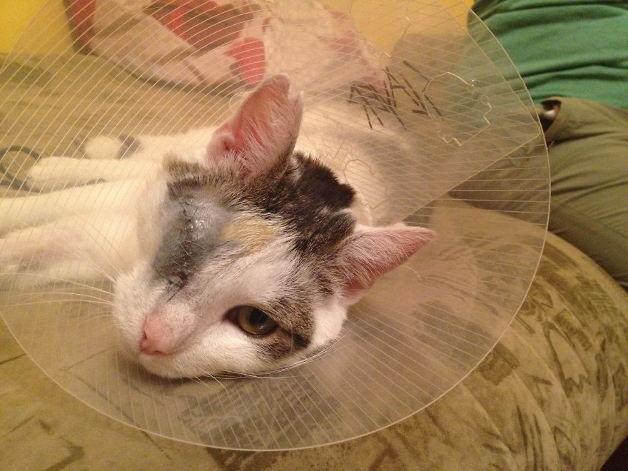 Пират одноглазый кот, спасённый одноглазый кот