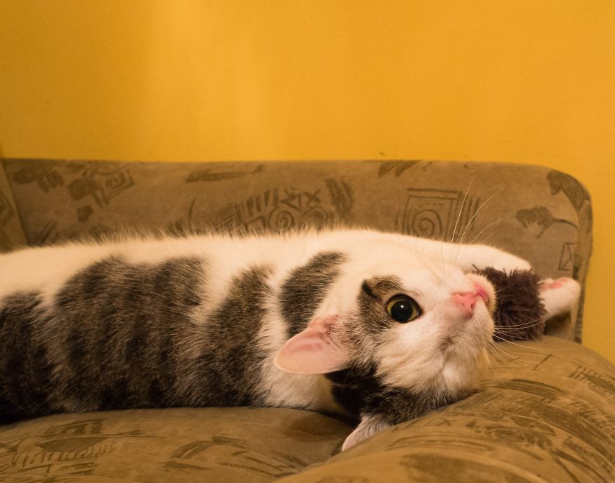 Пират одноглазый кот, спасённый одноглазый кот