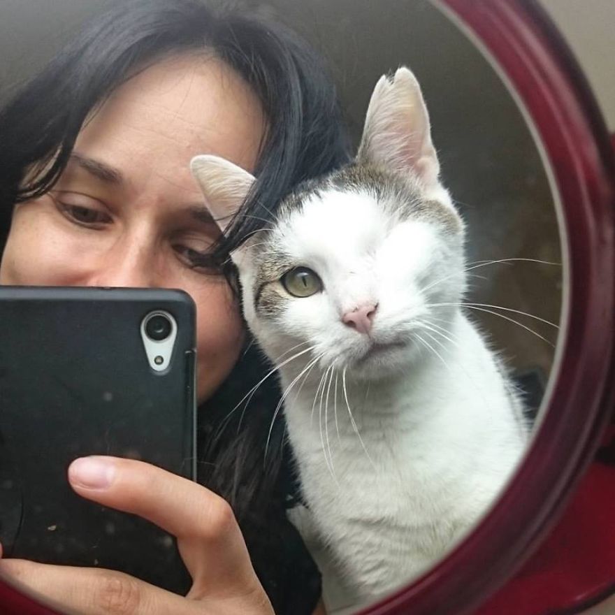 Пират одноглазый кот, спасённый одноглазый кот