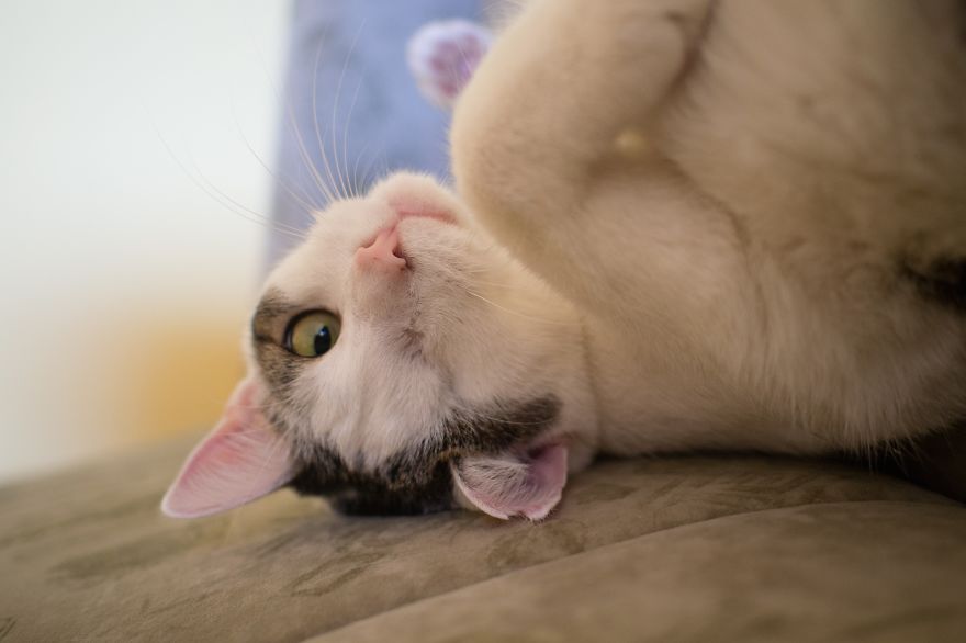 Пират одноглазый кот, спасённый одноглазый кот