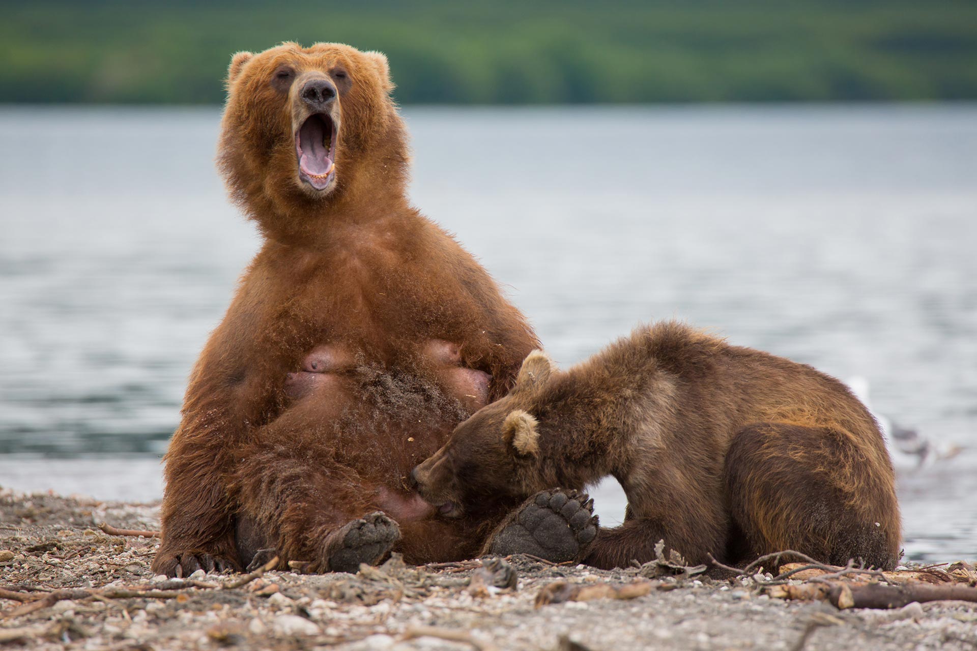 Dick bear. Медведи спариваются. Смешной медведь.