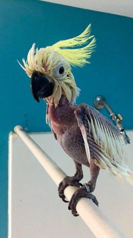 брошенный какаду, попугай выдернул у все перья, от стресса попугай выдернул перья