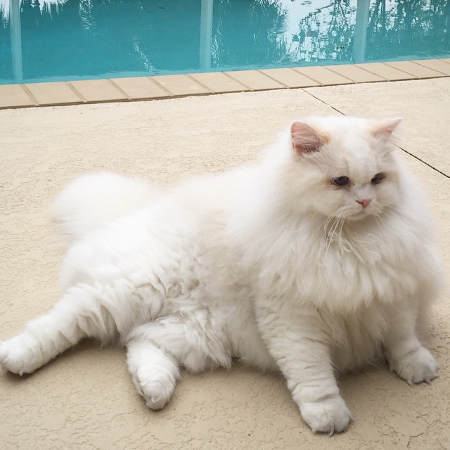 спасённый котёнок Силар, Silas Rescued  kitty 