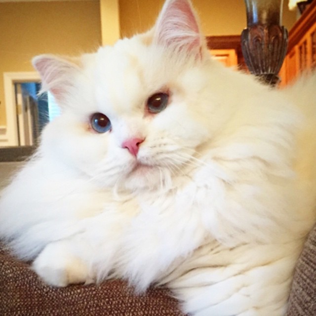 спасённый котёнок Силар, Silas Rescued  kitty 