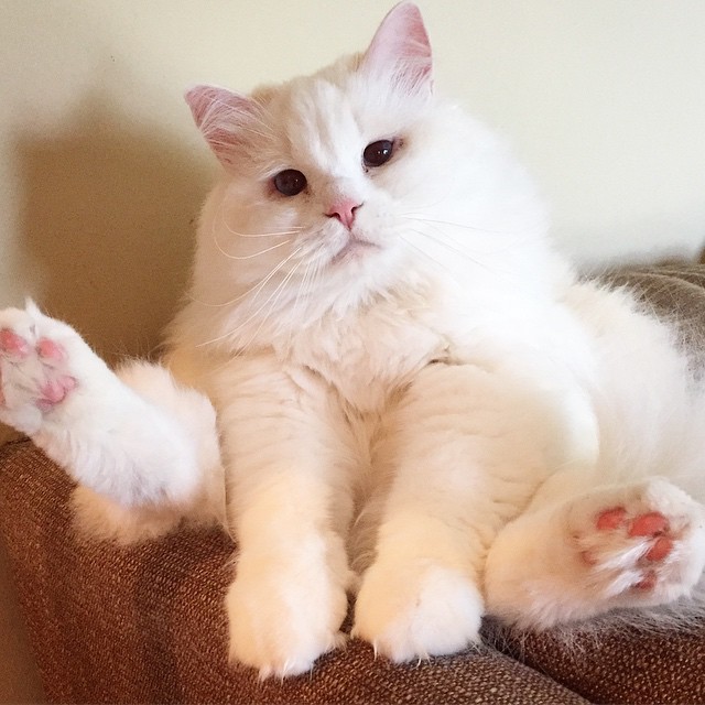 спасённый котёнок Силар, Silas Rescued  kitty 