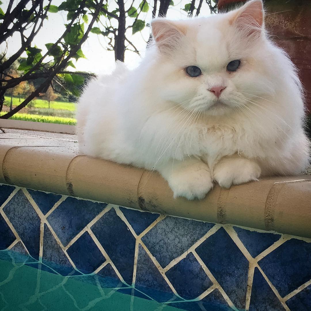 спасённый котёнок Силар, Silas Rescued  kitty 