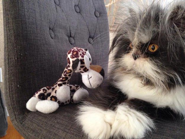 Atchoum, кот Atchoum, Атчум, кот с гипертрихозом, Атчум новая звезда интернета, Грозный кот Атчум