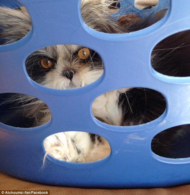 Atchoum, кот Atchoum, Атчум, кот с гипертрихозом, Атчум новая звезда интернета, Грозный кот Атчум