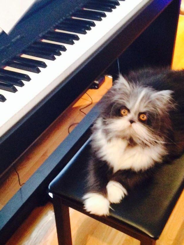 Atchoum, кот Atchoum, Атчум, кот с гипертрихозом, Атчум новая звезда интернета, Грозный кот Атчум