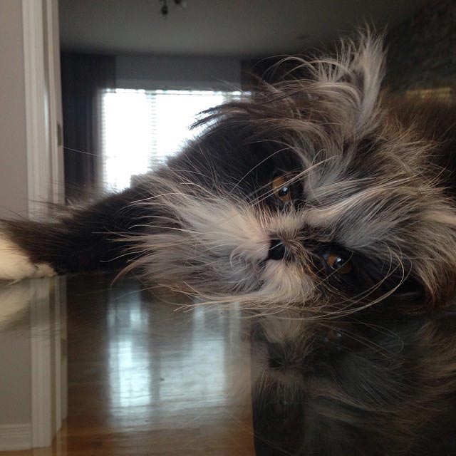 Atchoum, кот Atchoum, Атчум, кот с гипертрихозом, Атчум новая звезда интернета, Грозный кот Атчум