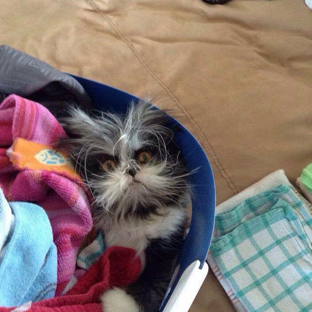 Atchoum, кот Atchoum, Атчум, кот с гипертрихозом, Атчум новая звезда интернета, Грозный кот Атчум