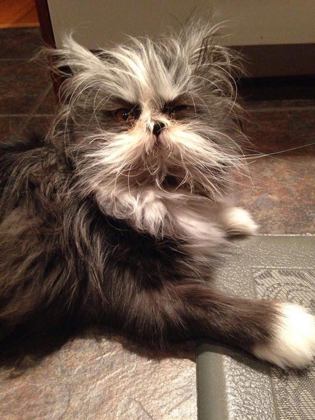 Atchoum, кот Atchoum, Атчум, кот с гипертрихозом, Атчум новая звезда интернета, Грозный кот Атчум
