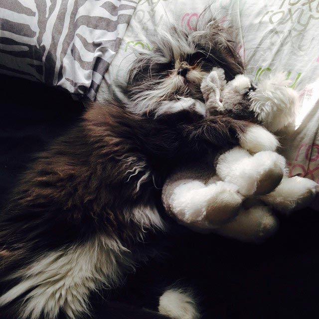 Atchoum, кот Atchoum, Атчум, кот с гипертрихозом, Атчум новая звезда интернета, Грозный кот Атчум