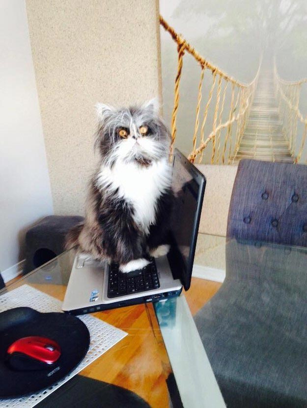 Atchoum, кот Atchoum, Атчум, кот с гипертрихозом, Атчум новая звезда интернета, Грозный кот Атчум