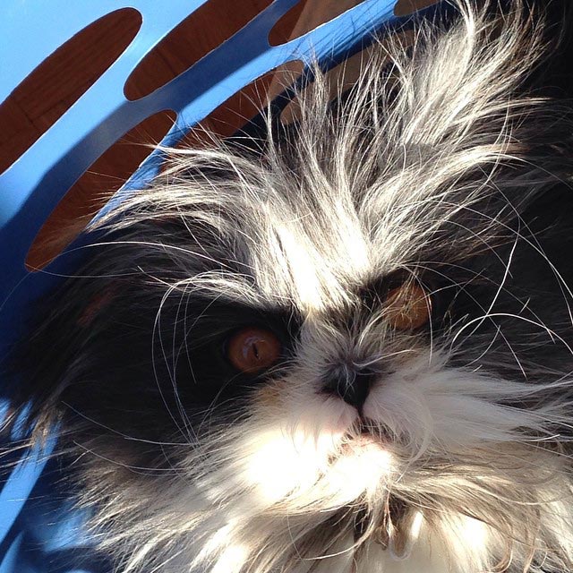 Atchoum, кот Atchoum, Атчум, кот с гипертрихозом, Атчум новая звезда интернета, Грозный кот Атчум