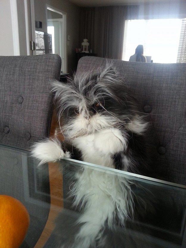 Atchoum, кот Atchoum, Атчум, кот с гипертрихозом, Атчум новая звезда интернета, Грозный кот Атчум