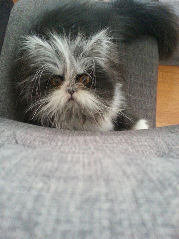 Atchoum, кот Atchoum, Атчум, кот с гипертрихозом, Атчум новая звезда интернета, Грозный кот Атчум