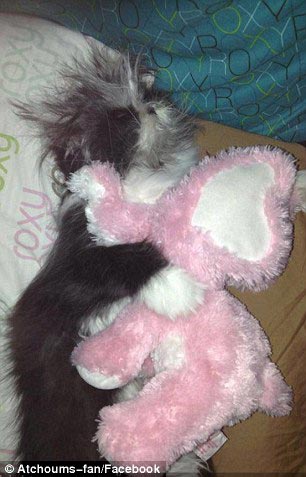 Atchoum, кот Atchoum, Атчум, кот с гипертрихозом, Атчум новая звезда интернета, Грозный кот Атчум