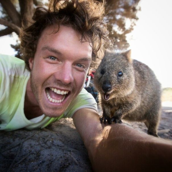 Селфи с квоккой, #quokkaselfie, Quokka Selfie