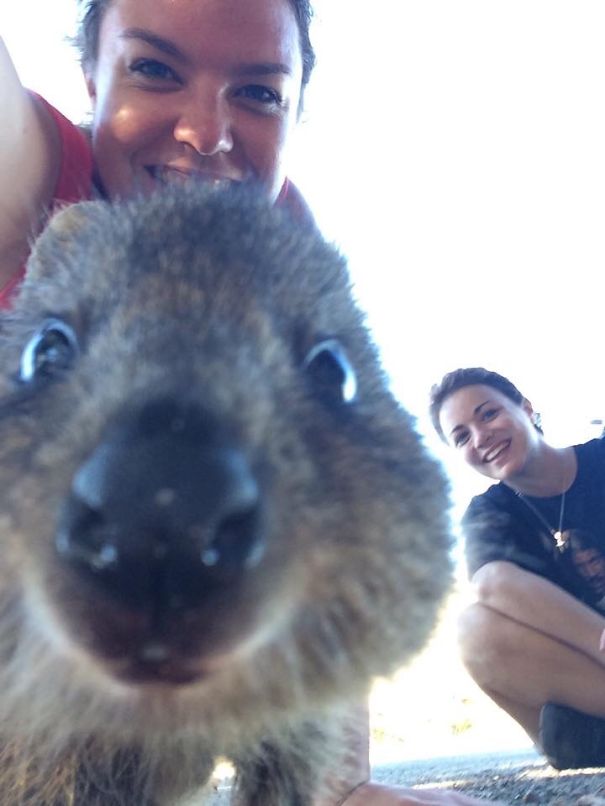 Селфи с квоккой, #quokkaselfie, Quokka Selfie