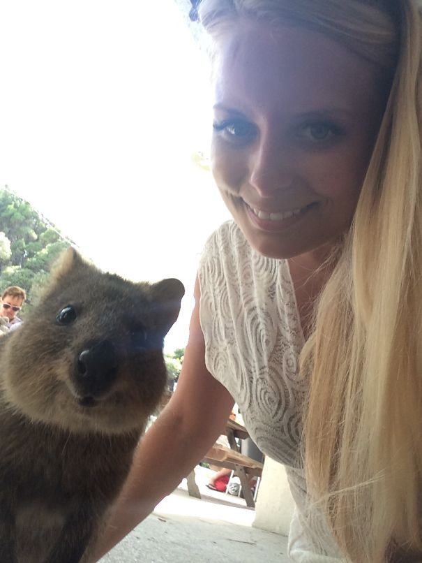 Селфи с квоккой, #quokkaselfie, Quokka Selfie