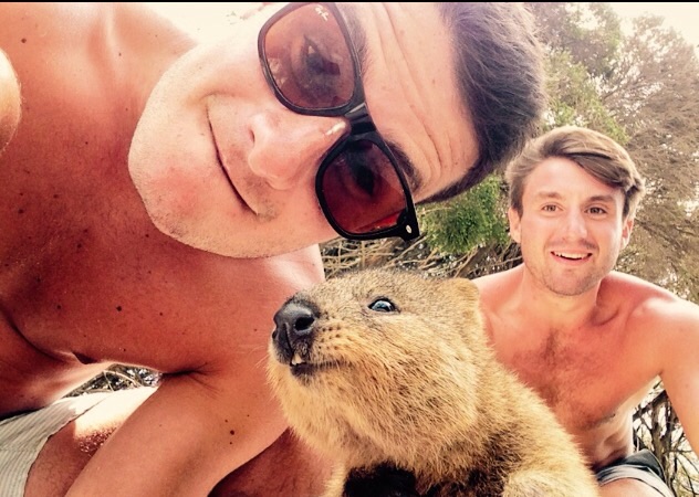 Селфи с квоккой, #quokkaselfie, Quokka Selfie