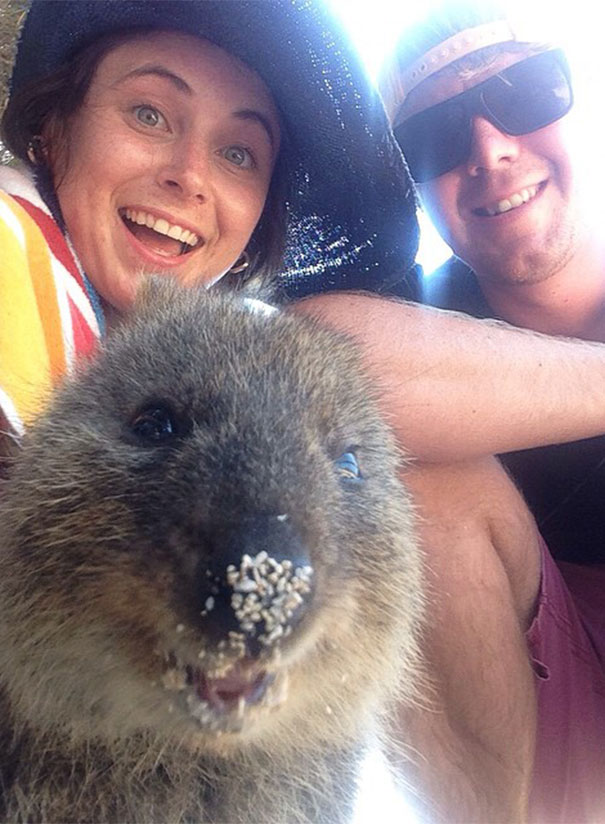 Селфи с квоккой, #quokkaselfie, Quokka Selfie