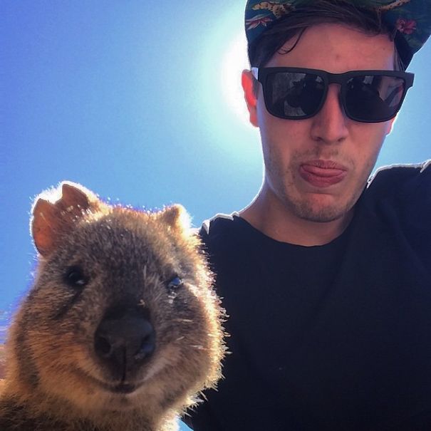 Селфи с квоккой, #quokkaselfie, Quokka Selfie