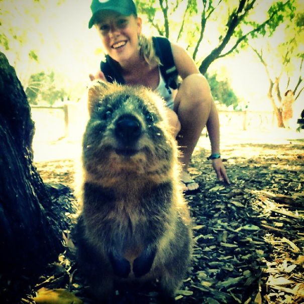 Селфи с квоккой, #quokkaselfie, Quokka Selfie