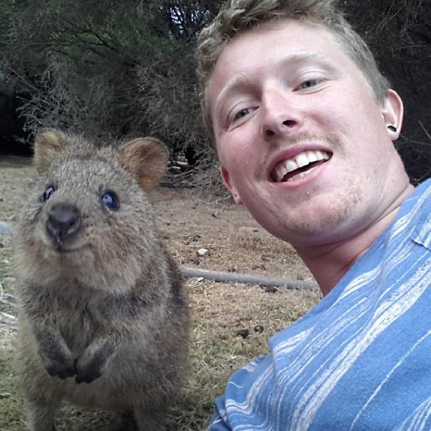 Селфи с квоккой, #quokkaselfie, Quokka Selfie