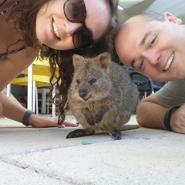 Селфи с квоккой, #quokkaselfie, Quokka Selfie
