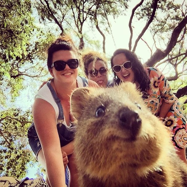 Селфи с квоккой, #quokkaselfie, Quokka Selfie