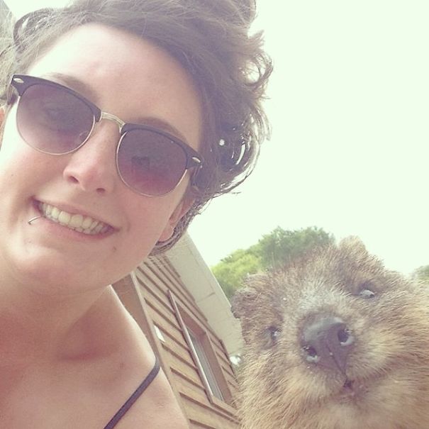 Селфи с квоккой, #quokkaselfie, Quokka Selfie