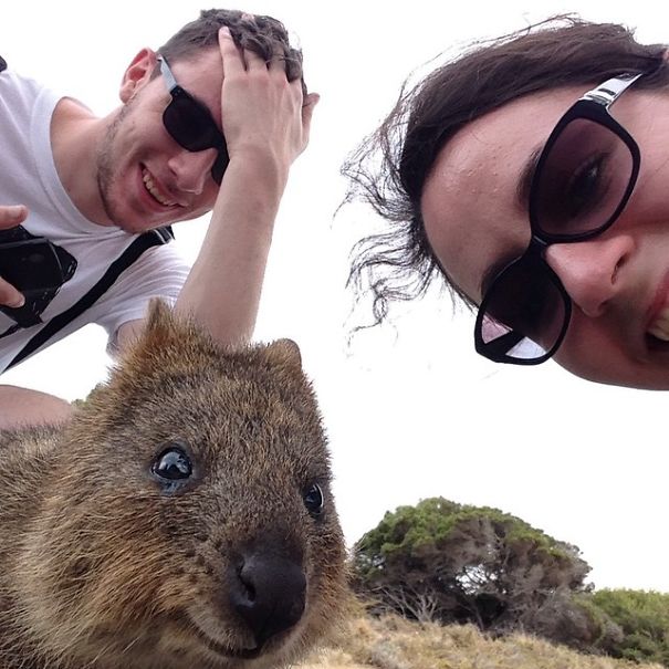 Селфи с квоккой, #quokkaselfie, Quokka Selfie