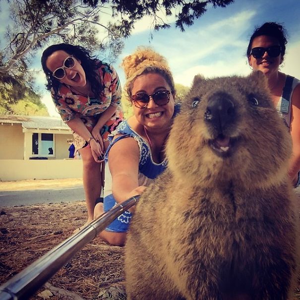 Селфи с квоккой, #quokkaselfie, Quokka Selfie