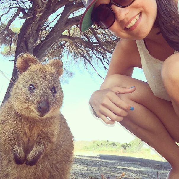 Селфи с квоккой, #quokkaselfie, Quokka Selfie