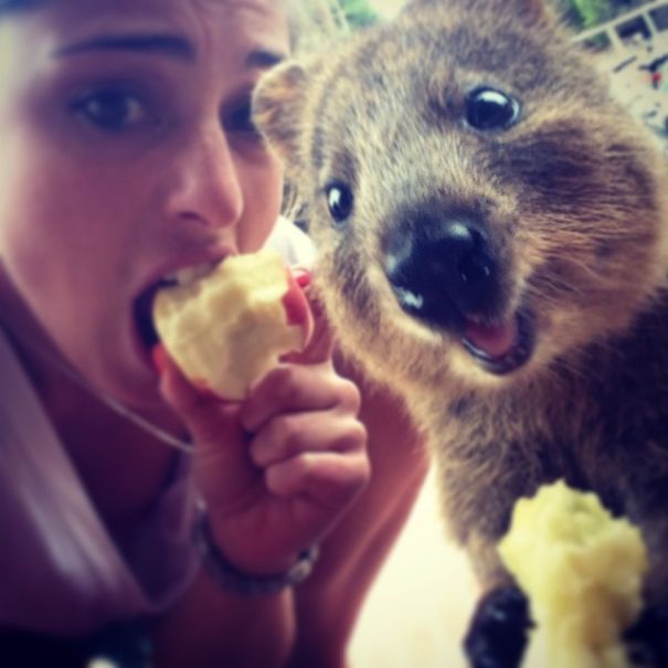 Селфи с квоккой, #quokkaselfie, Quokka Selfie