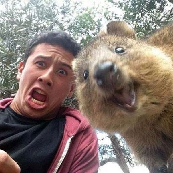 Селфи с квоккой, #quokkaselfie, Quokka Selfie
