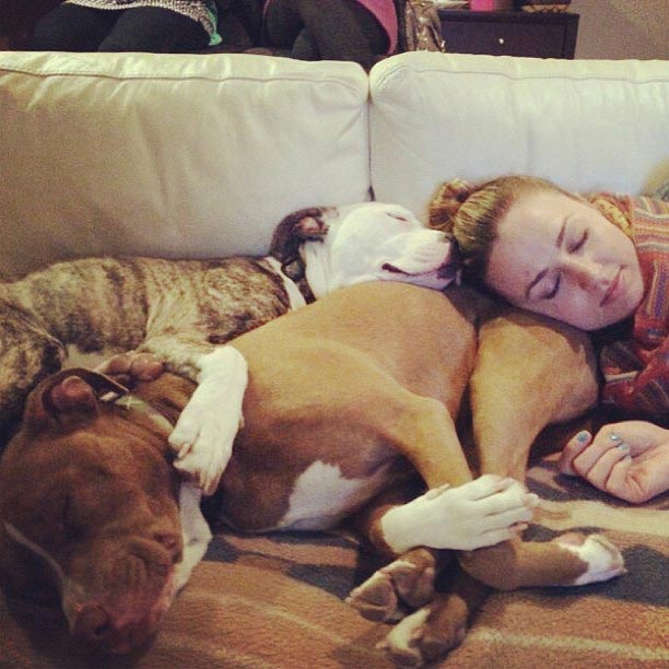 почему никто и никогда не должен заводить питбуля, питбули